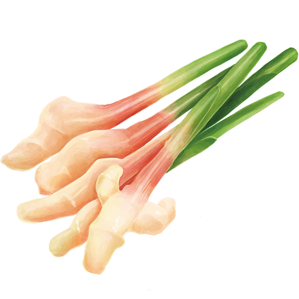 葉しょうが