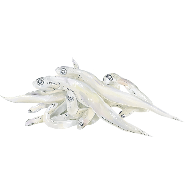 釜揚げしらす